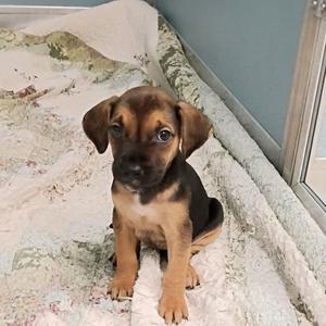 a small brown and black puppy sitting on a patterned blanket