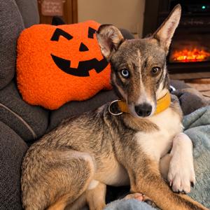 Flint, Mixed Breed (Small), adult, available for adoption