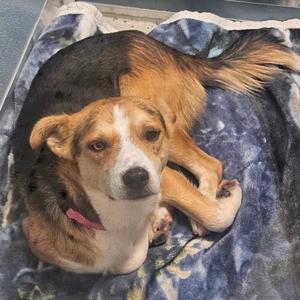 Virgil, Mixed Breed (Medium), adult, available for adoption