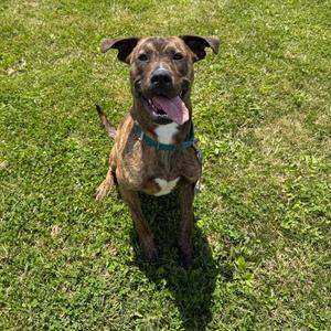 A brindle-colored dog with white markings on its chest sits on a grassy lawn, panting with its tongue out.