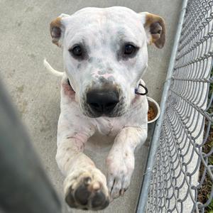 a white dog with black spots on its face and body, standing on a concrete surface near a chain-link fence, looking up at the camera with its front paws raised