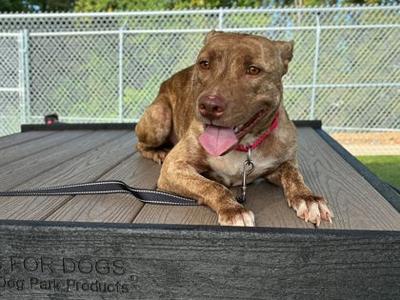 Banana Bread, Terrier Mix, adult, available for adoption