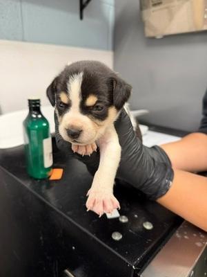 Blue Band 2, Terrier Mix, puppy, available for adoption