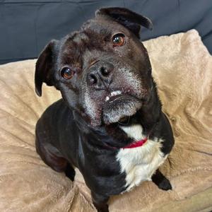 Bagel, Bulldog Mix, adult, available for adoption