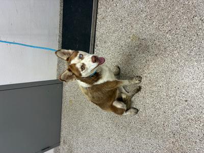 61502599, Alaskan Husky Mix, adult, available for adoption