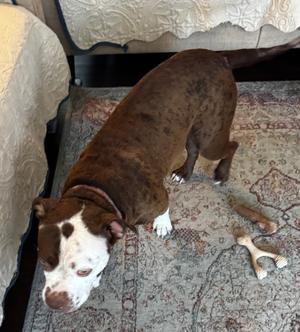 61467208, Terrier Mix, adult, available for adoption