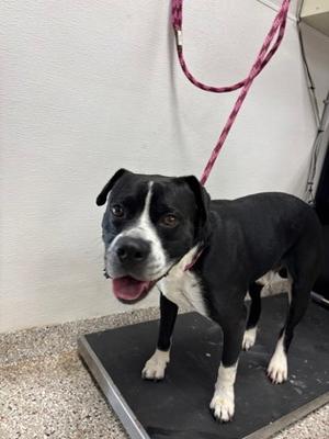 61900352, Terrier Mix, adult, available for adoption