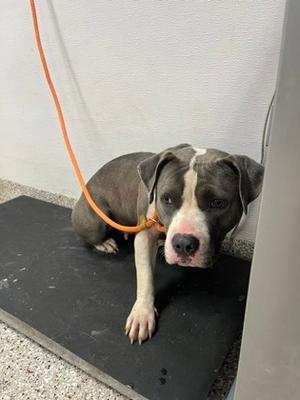 61894344, American Pit Bull Terrier Mix, adult, available for adoption