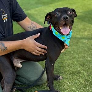 Bumper, Boxer Mix, adult, available for adoption