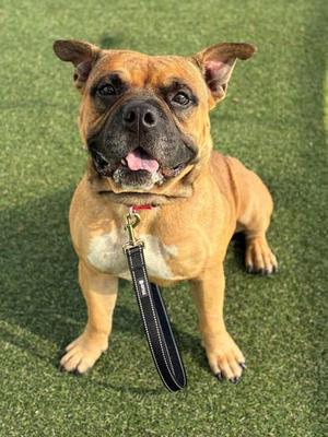Beetlejuice, Terrier Mix, adult, available for adoption