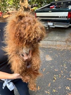 61860423, Poodle - Miniature Mix, adult, available for adoption