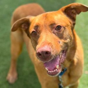 A brown dog with floppy ears and a happy expression, standing on grass.