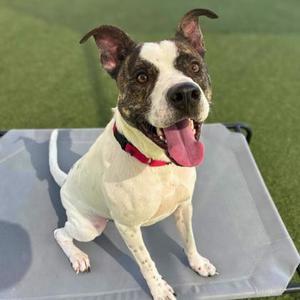 A white and brown dog with a red collar sitting on a gray mat, its tongue out and ears perked up, on a green grassy background.