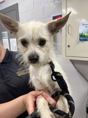 61480704, Chihuahua - Long Haired Mix, available for adoption