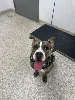 a brown and white dog with a black collar and a blue leash, standing on a gray floor with its tongue out