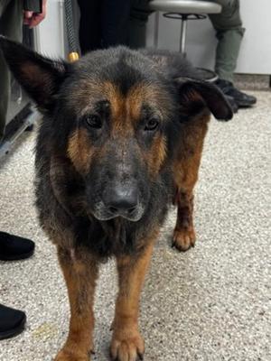 61500302, German Shepherd Dog Mix, senior, available for adoption