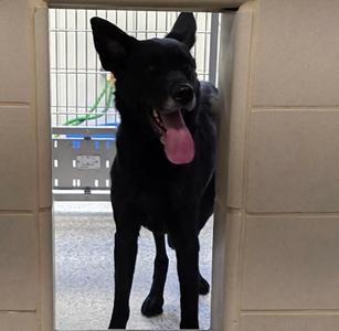 61872542, German Shepherd Dog Mix, adult, available for adoption