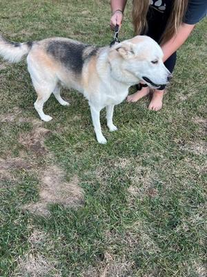 A dog standing on grass, being held by a person with a leash.