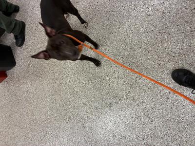 a black dog on a leash standing on a speckled floor