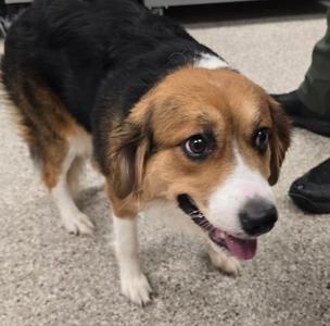 61844374, Collie - Rough Mix, adult, available for adoption