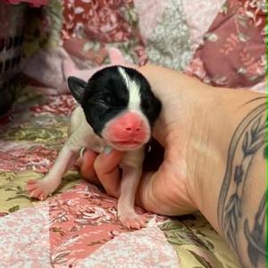 2, Mixed Breed, puppy, available for adoption