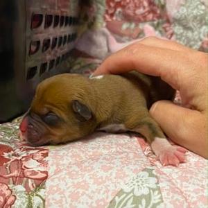 5, Mixed Breed, puppy, available for adoption
