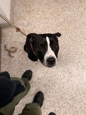 61489882, Terrier Mix, adult, available for adoption
