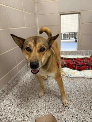 61464811, Siberian Husky Mix, adult, available for adoption