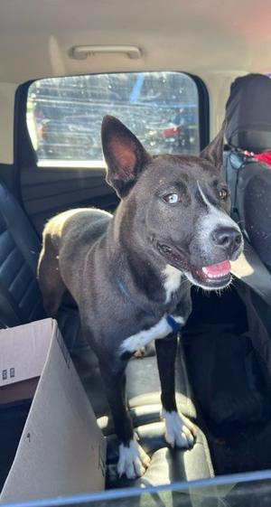Ariel, Siberian Husky Mix, young, available for adoption