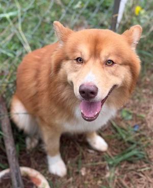 Charlie, Siberian Husky Mix, adult, available for adoption