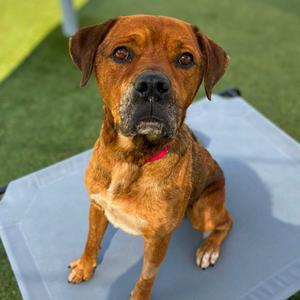 Burton, Boxer Mix, adult, available for adoption