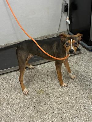 61876310, Terrier Mix, young, available for adoption