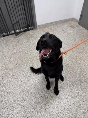 61863490, Golden Retriever Mix, adult, available for adoption