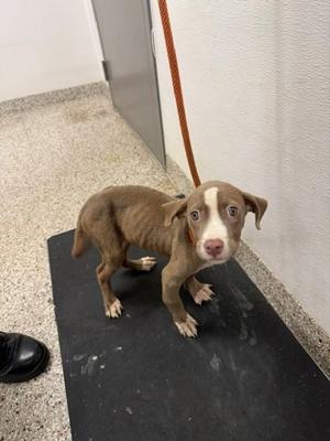 61893003, Terrier Mix, puppy, available for adoption