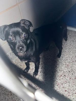 61474191, Mixed Breed, adult, available for adoption