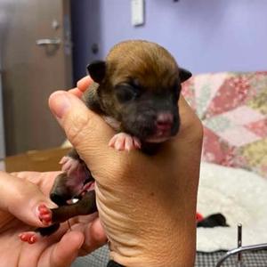 3, Mixed Breed, puppy, available for adoption