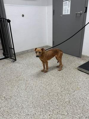A brown dog standing on a speckled floor, attached to a black leash, with a metal gate and a gray door in the background.