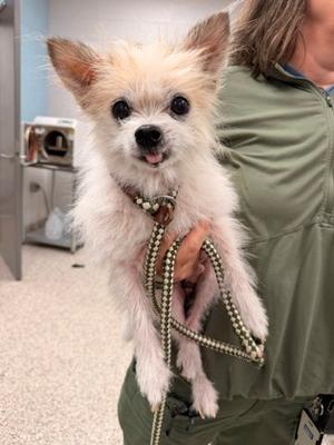 61500537, Chihuahua - Smooth Coated Mix, senior, available for adoption
