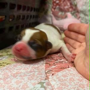 6, Mixed Breed, puppy, available for adoption