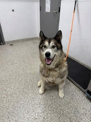 A happy husky dog sitting on a concrete floor, looking up with its mouth open and tongue out.