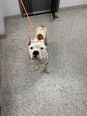A white dog with brown patches on its back and ears, wearing an orange leash, standing on a speckled floor.