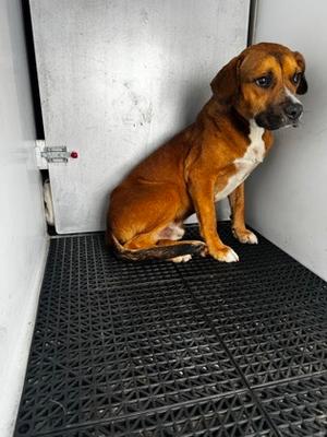 61863044, Beagle Mix, adult, available for adoption