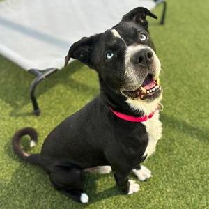 Big Boy, Terrier Mix, adult, available for adoption