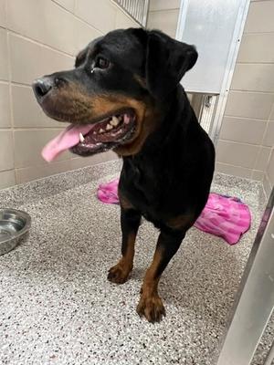 61881245, Rottweiler Mix, available for adoption
