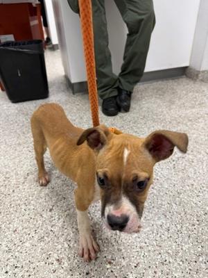 61499768, American Staffordshire Terrier Mix, puppy, available for adoption