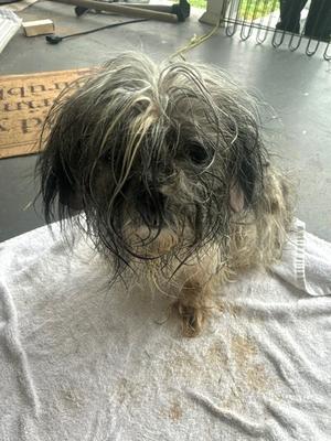 61479469, Shih Tzu Mix, senior, available for adoption