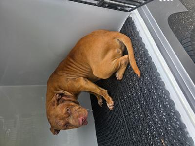 61479895, American Pit Bull Terrier Mix, adult, available for adoption