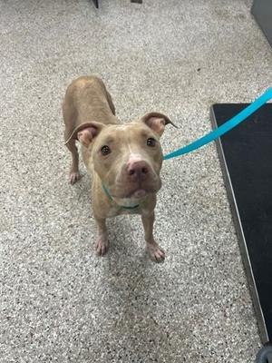 A brown dog with a blue leash standing on a speckled floor.