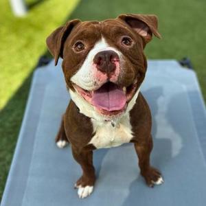 Cherry Cola, American Pit Bull Terrier Mix, adult, available for adoption