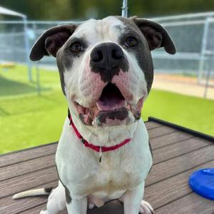 Cicada (61736475), Terrier Mix, adult, available for adoption